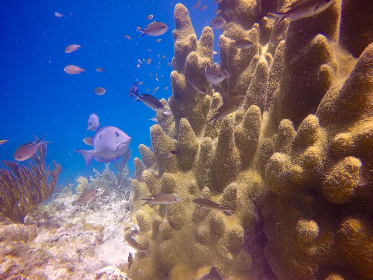 San Andrés Ocean View Sai 빌라 외부 사진